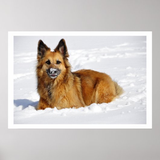 Long-Haire Shepherd in sneeuw Poster (Voorkant)