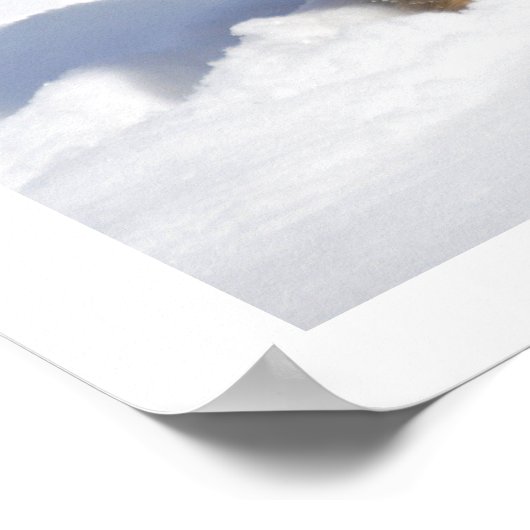 Long-Haire Shepherd in sneeuw Poster (Hoek)