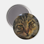 Long Haire Tabby Cat Artistic Pet Portrait v2 Magneet (Voorkant / Achterkant)