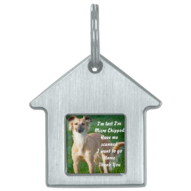 Long haire Whippet Dogs Huisdieren Naamplaatje (Voorkant)