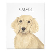 Long Haired Cream Dachshund Art Foto Afdruk (Voorkant)
