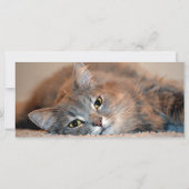 Long Hazard Blue Russian Cat door Shirley Taylor (Achterkant)