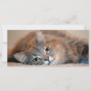 Long Hazard Blue Russian Cat door Shirley Taylor