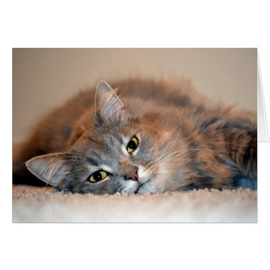 Long Hazard Blue Russian Cat door Shirley Taylor (Voorkant Horizontaal)