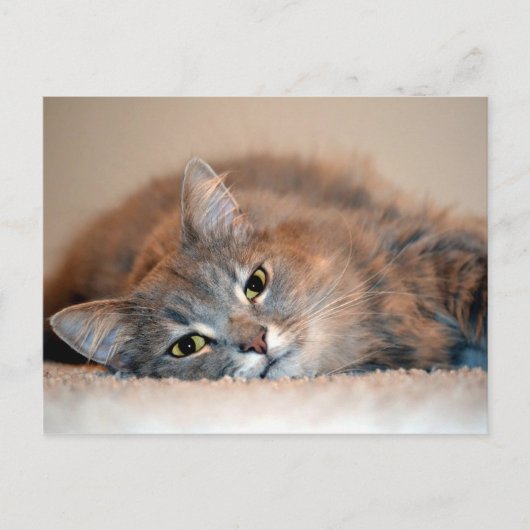 Long Hazard Blue Russian Cat door Shirley Taylor Briefkaart (Voorkant)