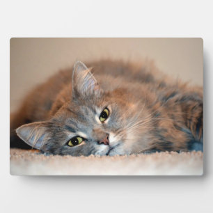 Long Hazard Blue Russian Cat door Shirley Taylor Fotoplaat