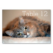 Long Hazard Blue Russian Cat door Shirley Taylor Kaart (Achterkant)