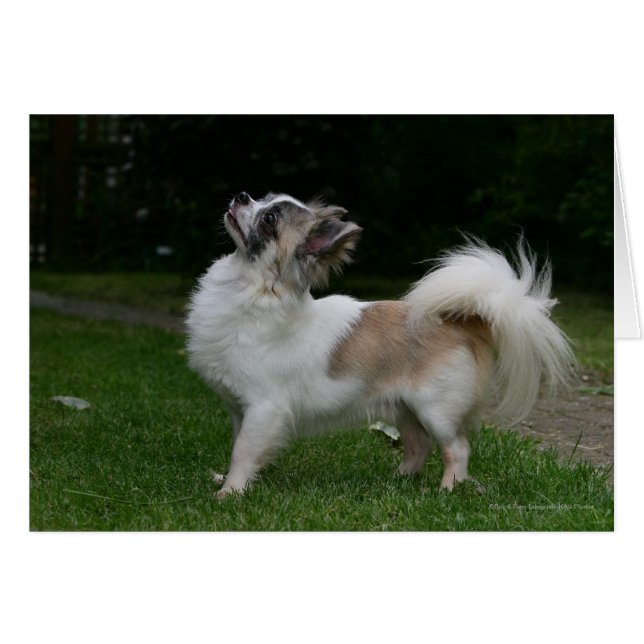 Long Hazard Chihuahua die camera's bekijken (Voorkant Horizontaal)