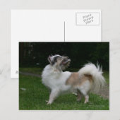 Long Hazard Chihuahua die camera's bekijken Briefkaart (Voorkant / Achterkant)