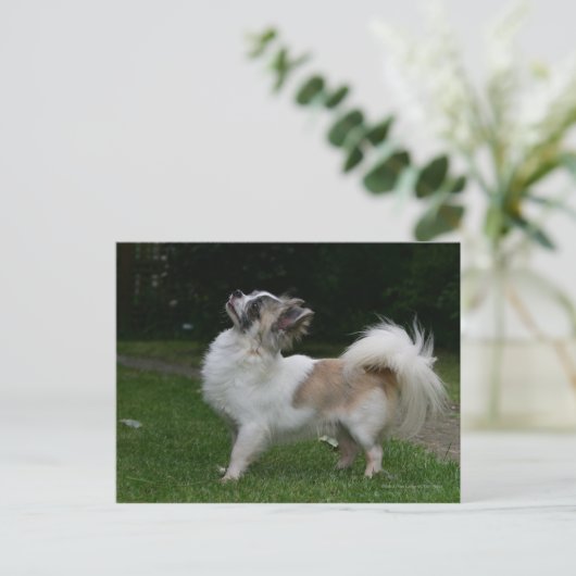 Long Hazard Chihuahua die camera's bekijken Briefkaart (Staand voorkant)