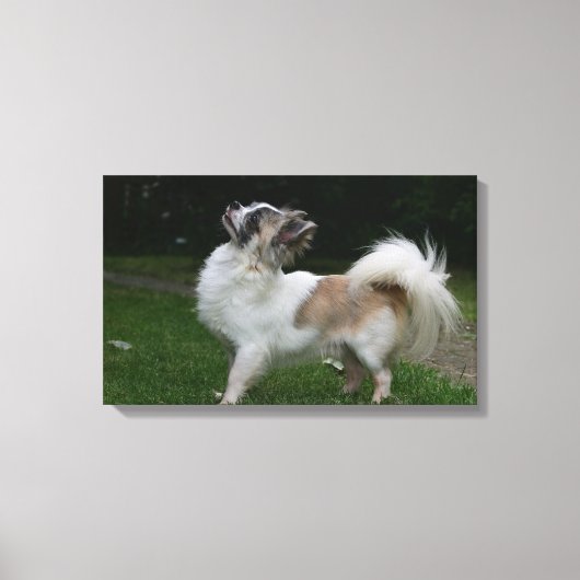 Long Hazard Chihuahua die camera's bekijken Canvas Afdruk (Voorkant)