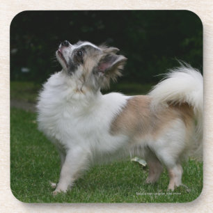 Long Hazard Chihuahua die camera's bekijken Drankjes Onderzetter