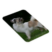 Long Hazard Chihuahua die camera's bekijken Magneet (Rechterzijde)