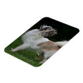 Long Hazard Chihuahua die camera's bekijken Magneet (Linkerzijde)