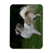 Long Hazard Chihuahua die camera's bekijken Magneet (Verticaal)