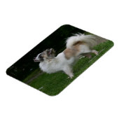 Long Hazard Chihuahua die camera's bekijken Magneet (Linkerzijde)