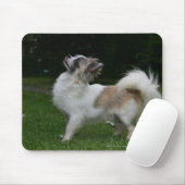 Long Hazard Chihuahua die camera's bekijken Muismat (Met muis)