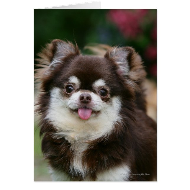 Long Hazard Chihuahua Headshot 1 (Voorkant)