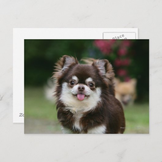 Long Hazard Chihuahua Headshot 1 Briefkaart (Voorkant / Achterkant)