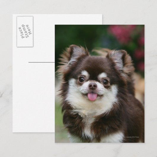 Long Hazard Chihuahua Headshot 1 Briefkaart (Voorkant / Achterkant)