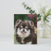 Long Hazard Chihuahua Headshot 1 Briefkaart (Staand voorkant)