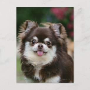 Long Hazard Chihuahua Headshot 1 Briefkaart