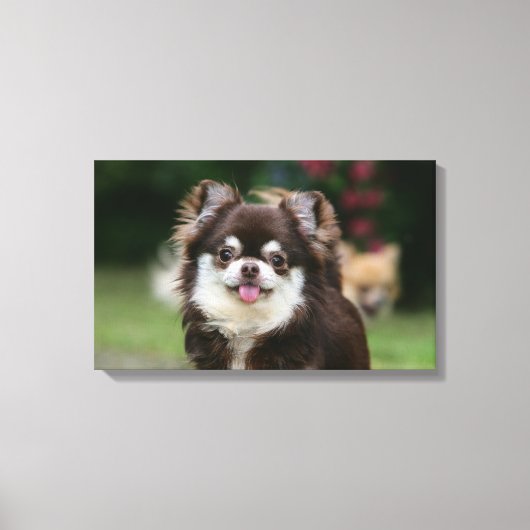 Long Hazard Chihuahua Headshot 1 Canvas Afdruk (Voorkant)