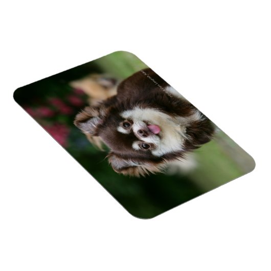 Long Hazard Chihuahua Headshot 1 Magneet (Rechterzijde)