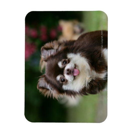 Long Hazard Chihuahua Headshot 1 Magneet (Verticaal)