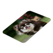 Long Hazard Chihuahua Headshot 1 Magneet (Linkerzijde)