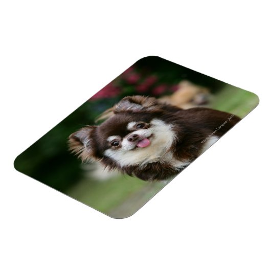 Long Hazard Chihuahua Headshot 1 Magneet (Linkerzijde)