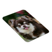 Long Hazard Chihuahua Headshot 1 Magneet (Rechterzijde)