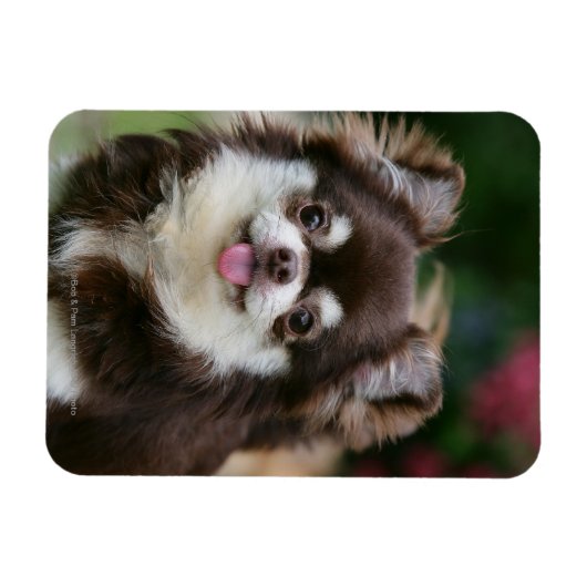 Long Hazard Chihuahua Headshot 1 Magneet (Horizontaal)