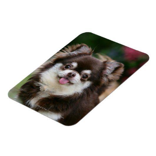 Long Hazard Chihuahua Headshot 1 Magneet (Linkerzijde)