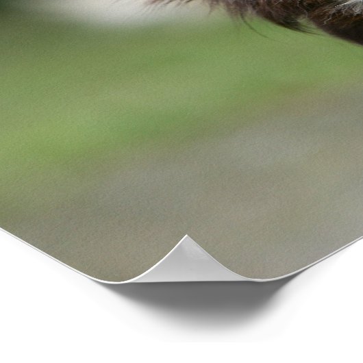 Long Hazard Chihuahua Headshot 1 Poster (Hoek)