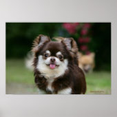 Long Hazard Chihuahua Headshot 1 Poster (Voorkant)