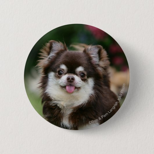 Long Hazard Chihuahua Headshot 1 Ronde Button 5,7 Cm (Voorkant)
