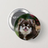 Long Hazard Chihuahua Headshot 1 Ronde Button 5,7 Cm (Voorkant /achterkant)