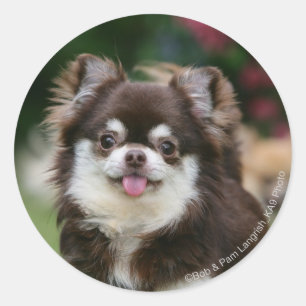 Long Hazard Chihuahua Headshot 1 Ronde Sticker
