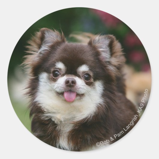Long Hazard Chihuahua Headshot 1 Ronde Sticker (Voorkant)