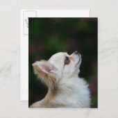 Long Hazard Chihuahua Headshot 2 Briefkaart (Voorkant / Achterkant)