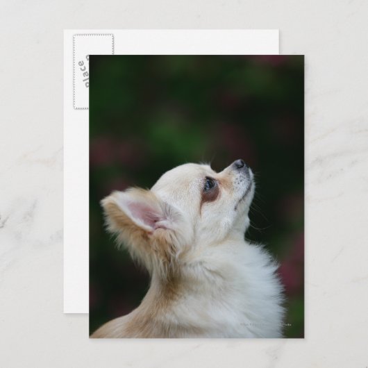 Long Hazard Chihuahua Headshot 2 Briefkaart (Voorkant / Achterkant)