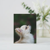 Long Hazard Chihuahua Headshot 2 Briefkaart (Staand voorkant)