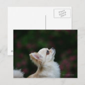 Long Hazard Chihuahua Headshot 2 Briefkaart (Voorkant / Achterkant)