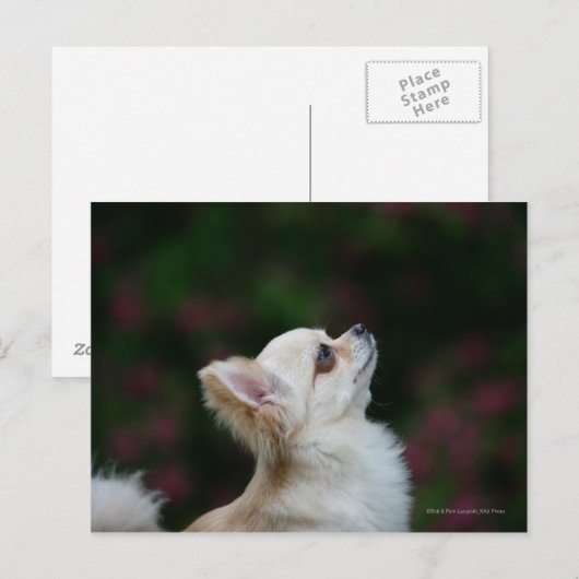 Long Hazard Chihuahua Headshot 2 Briefkaart (Voorkant / Achterkant)