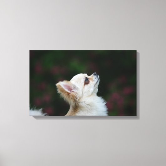 Long Hazard Chihuahua Headshot 2 Canvas Afdruk (Voorkant)