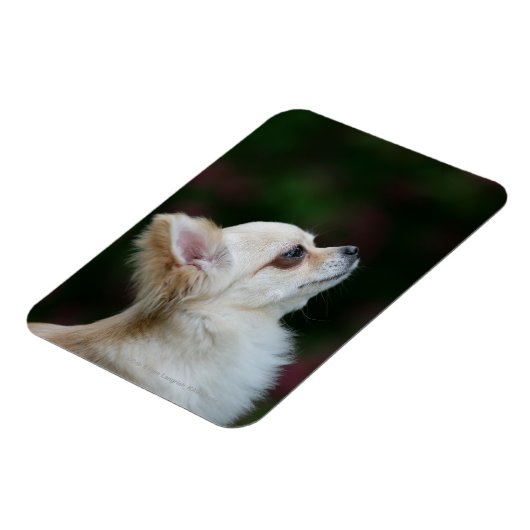 Long Hazard Chihuahua Headshot 2 Magneet (Linkerzijde)