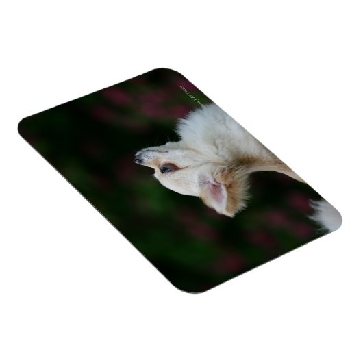 Long Hazard Chihuahua Headshot 2 Magneet (Rechterzijde)