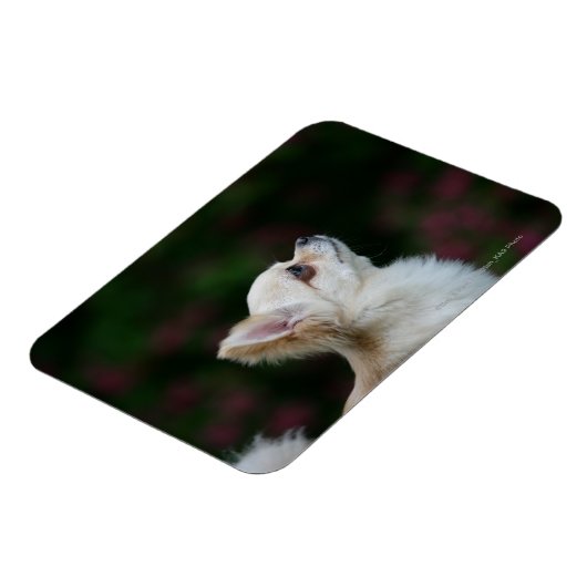 Long Hazard Chihuahua Headshot 2 Magneet (Linkerzijde)