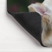 Long Hazard Chihuahua Headshot 2 Muismat (Hoek)